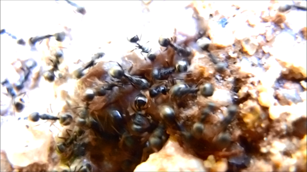 2019-12-23 - 01-01 Koh Tao (Video)